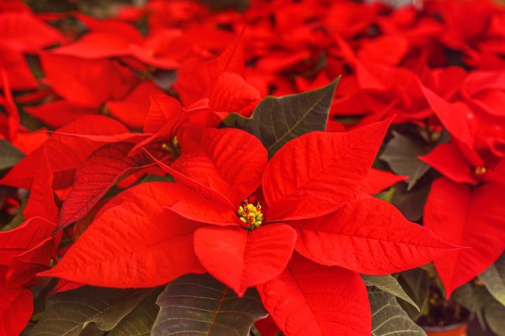 poinsettia